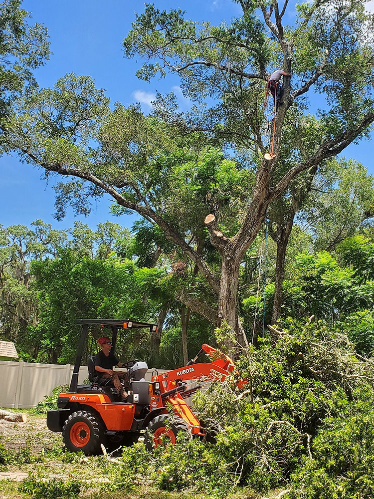 Tree Removal Volusia County